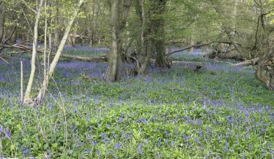 Bluebell Walk