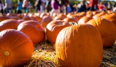 Pumpkins being picked in a field