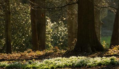 Snowdrop Walks