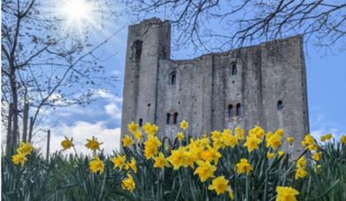 Spring Bulb Walks