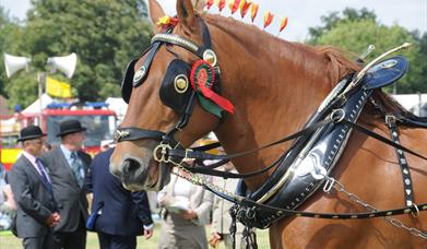 Tendring Show