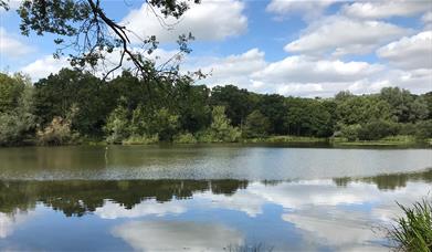 Old Hall Pond, Thorndon Country Park