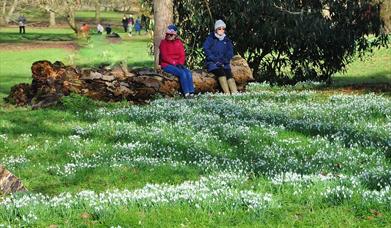 Snowdrops at Easton Lodge