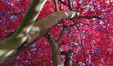 Daws Hall Autumn Colours Open Day
