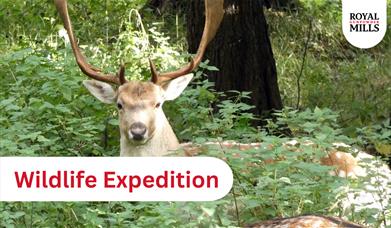 Wildlife Expedition - Children's Summer Workshop