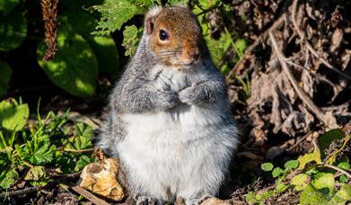 Fingringhoe's Favourite Mammals Trail