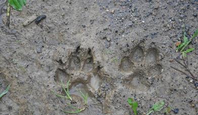 Abberton Nature Detectives - Poo & Other Clues