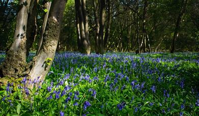 Bluebell Wood at Cammas Hall