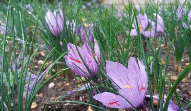 Saffron Day