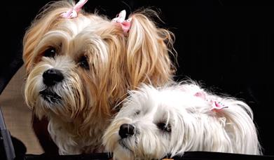 Novelty Dog Show
