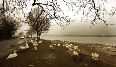 Manningtree Swans