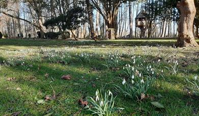 Snowdrops at Easton Lodge