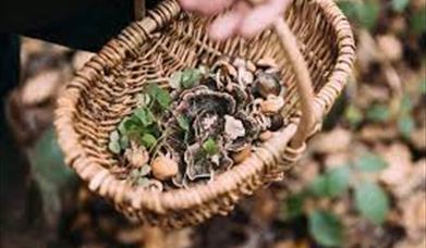 Introduction to Wild Foraging