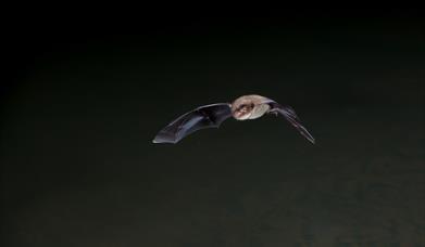 Abberton Twilight Safari (age 16+)