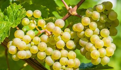 Wine Dinner: An evening with Lionel Lachasseigne