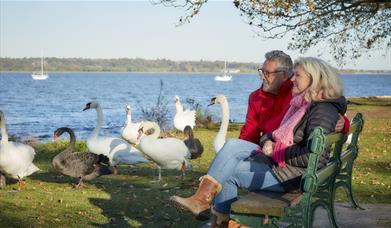 couple seated by swans in manningtree