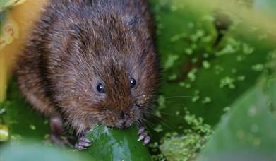 Water Voles and Wetlands