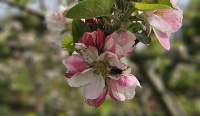 Blossom day at Easton Lodge