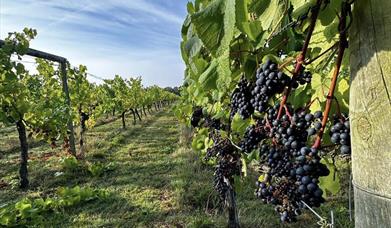 Dedham Vale Vineyard Tours and Tasting