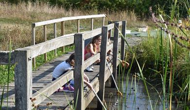Abberton Pond Dipping