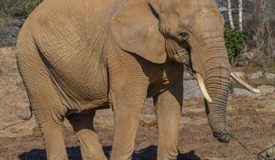 Colchester Zoological Society