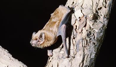 Discover Bats, Moths and More