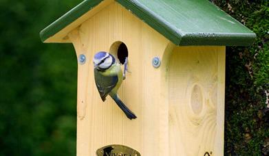 Wilder Communities: Nest Box Making for Adults and Community Groups