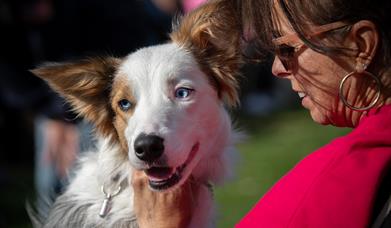 Doggy Fun Day
