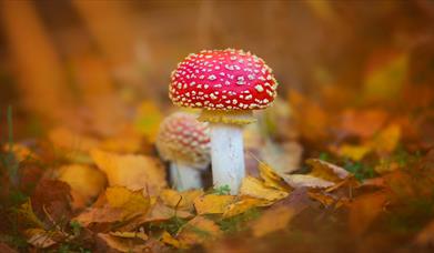 Fingringhoe's Fantastic Fungi