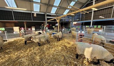 Pets Corner lambing shed