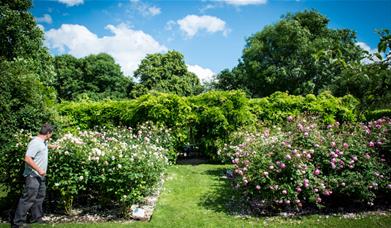 A gardener tending to the floral displays in the gardens, by Tom McGahan