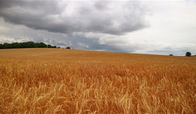 Saffron Trail Stage 1– Saffron Walden to Henham