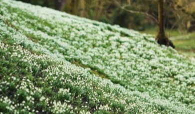 Snowdrop Walks