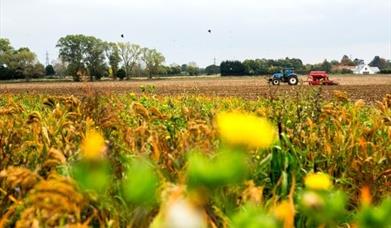 Tractor Ploughing in Tolleshunt Knights