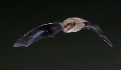 Family Bat Evening