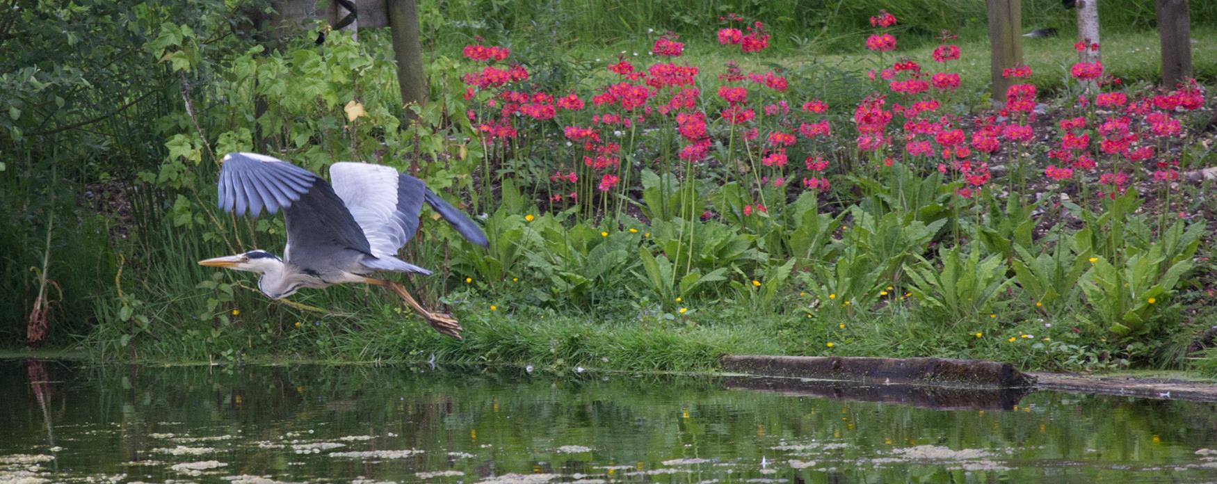 A heron taking flight at Bardfield Vineyard