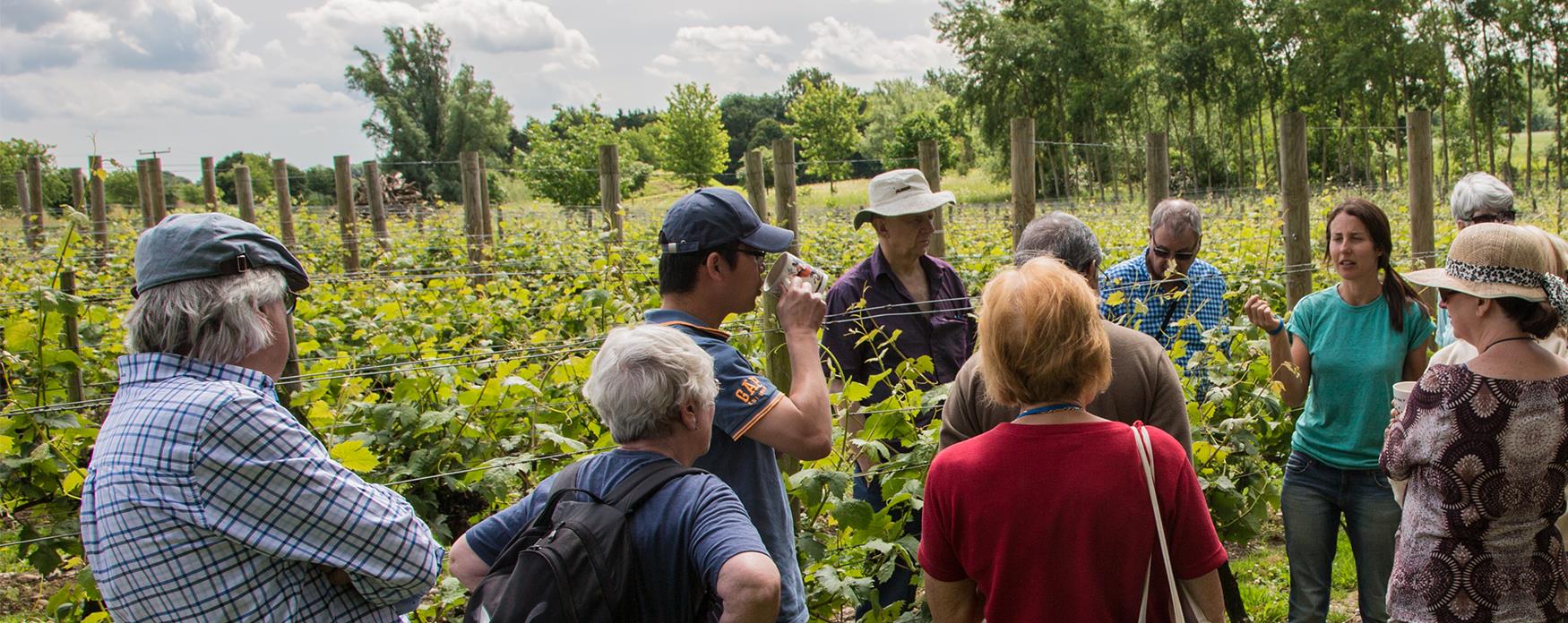A group standing among vines at Bardfield Vineyard