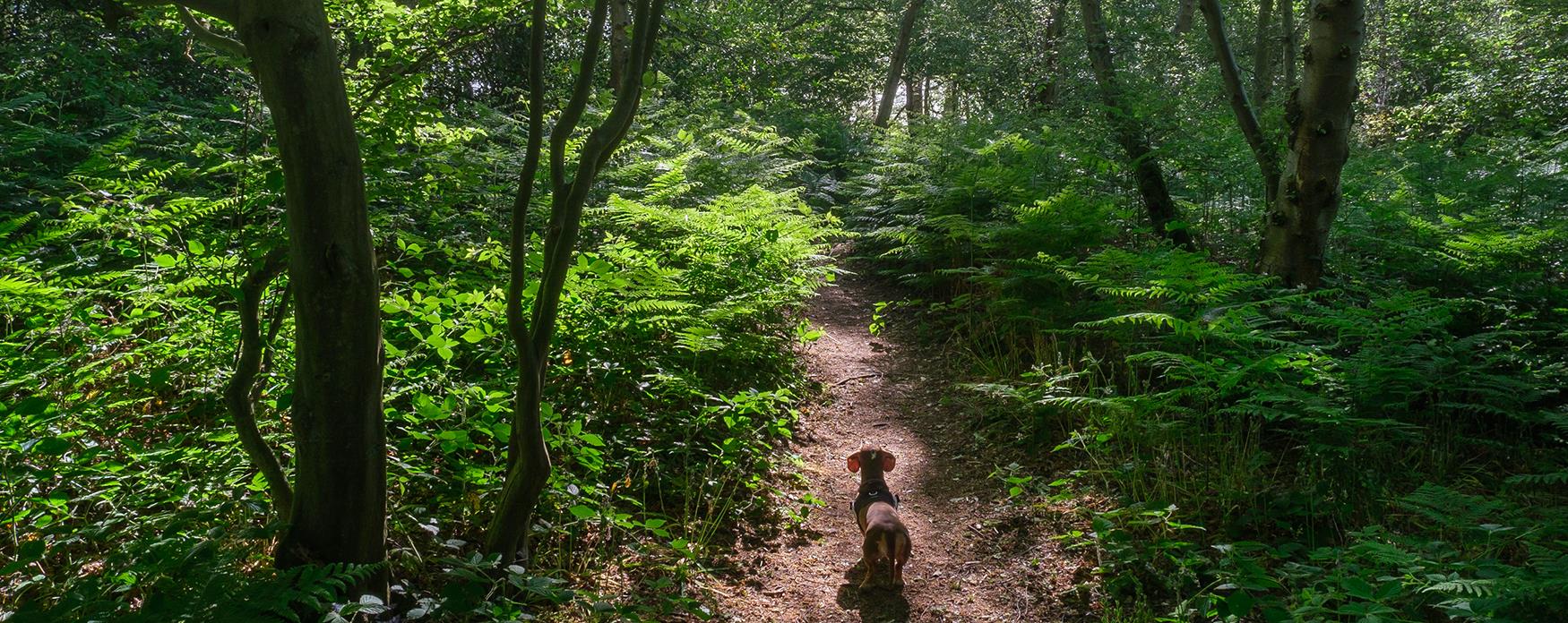 Dachshund walking in woodland