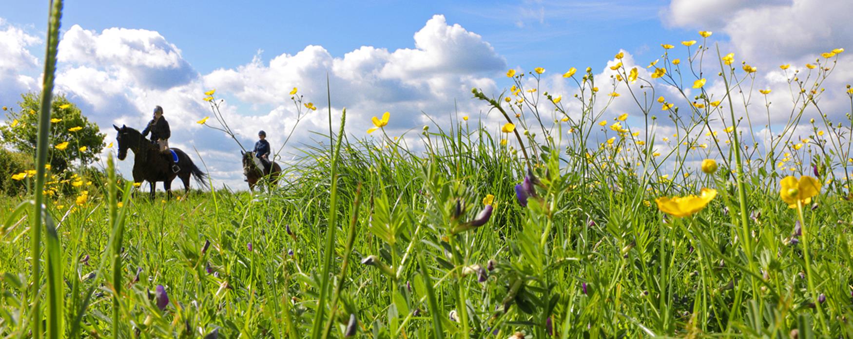 Horse riding through meadows at Thorndon Country Park