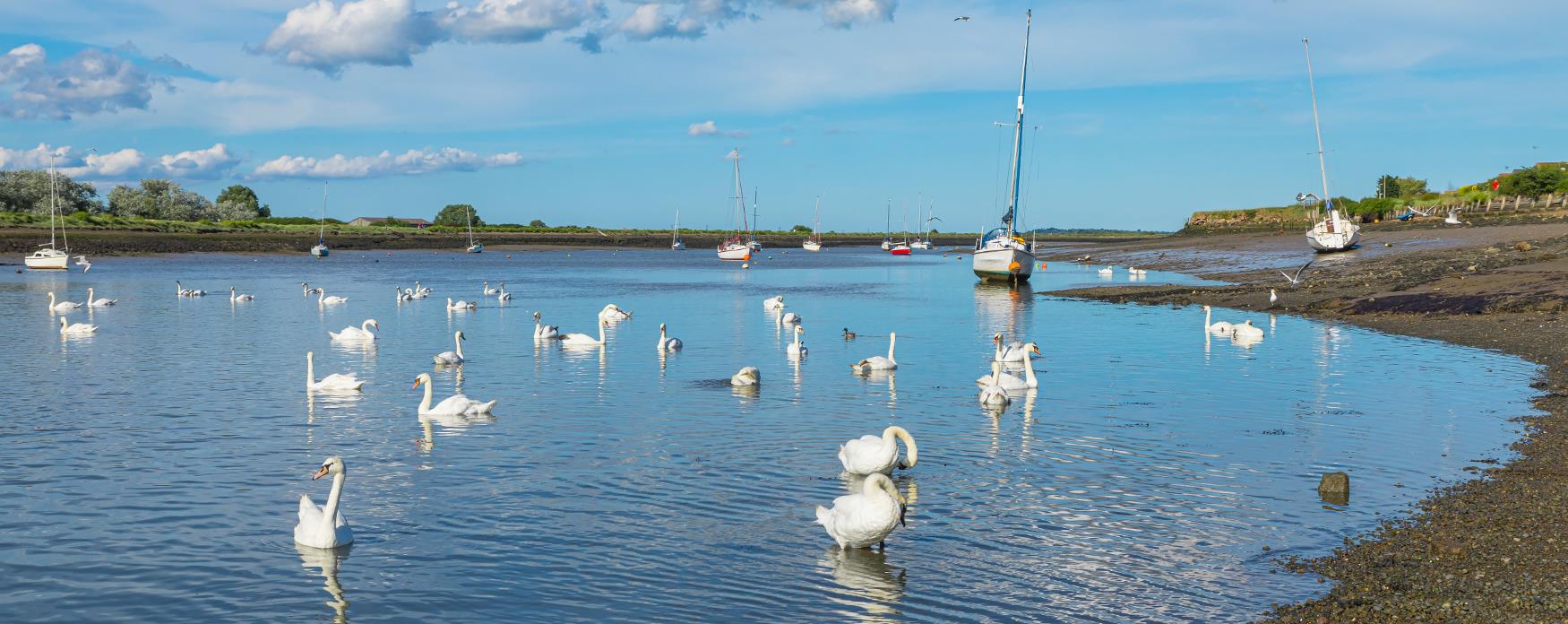 The swans in the water at Hullbridge