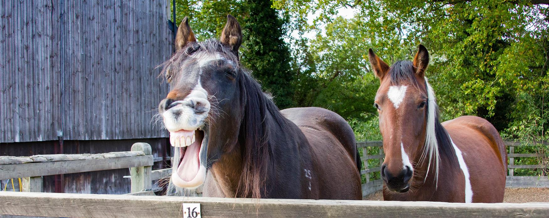 2 horses, one laughing