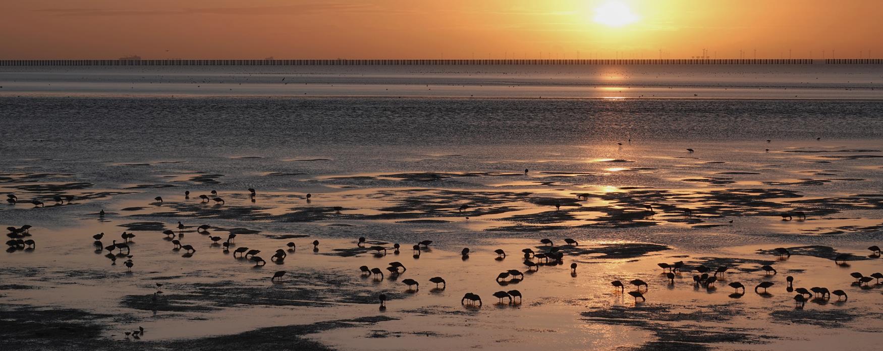 Feeding Greece at Shoeburyness Beach