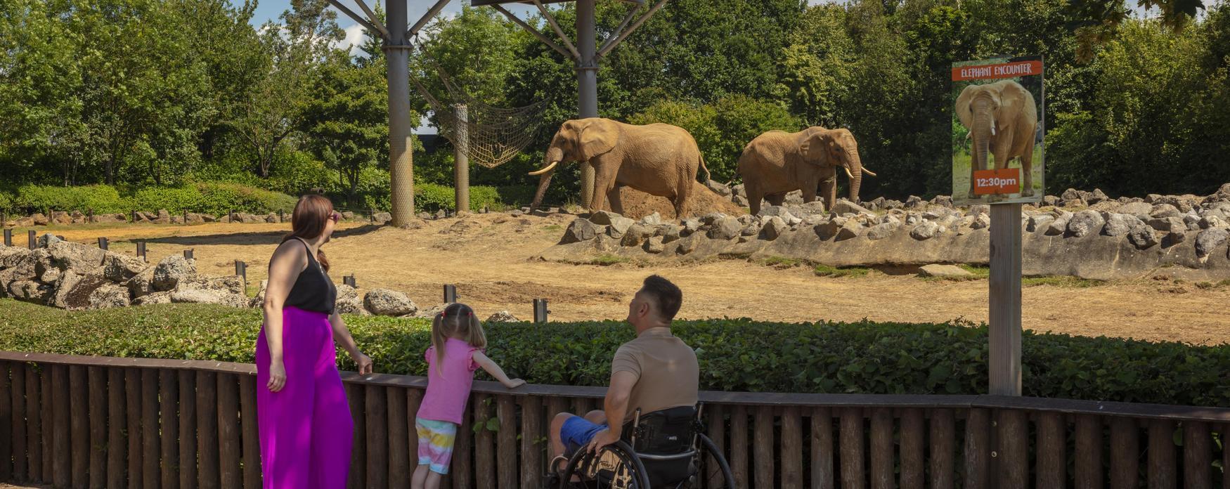 family looking at elephants