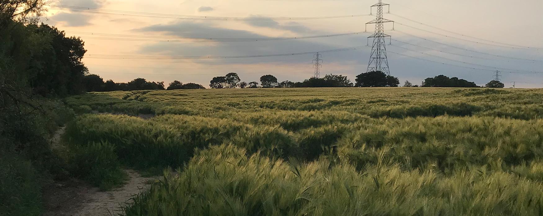 Walking in fields during summer