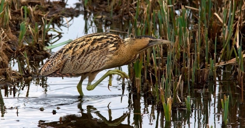 Bittern Roost Watch - Wildlife & Nature Event in Waltham Abbey, Waltham ...
