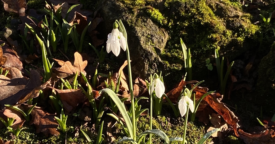 Ultimate Snowdrop Sale - Gardening Event in Enfield, Waltham Abbey ...