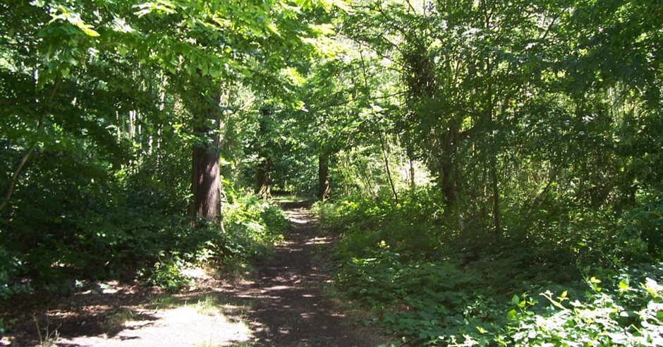 Belfairs Woodland Nature Discovery Park - Nature Reserve in Leigh-On ...