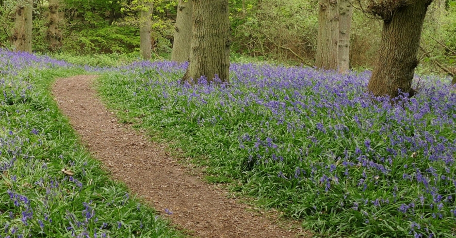 Shut Heath Wood - Nature Reserve in Great Totham, Witham - Visit Essex