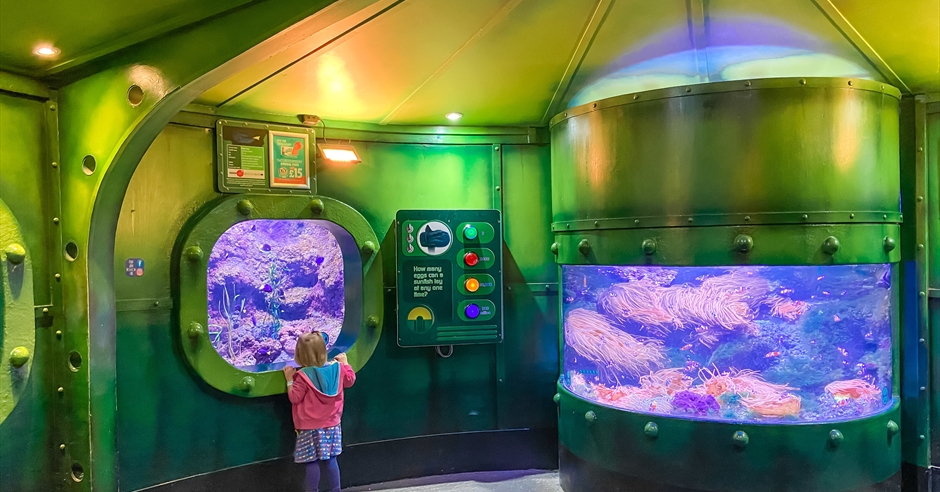 Sealife Adventure - Aquarium in Southend-on-Sea, Southend-on-Sea ...