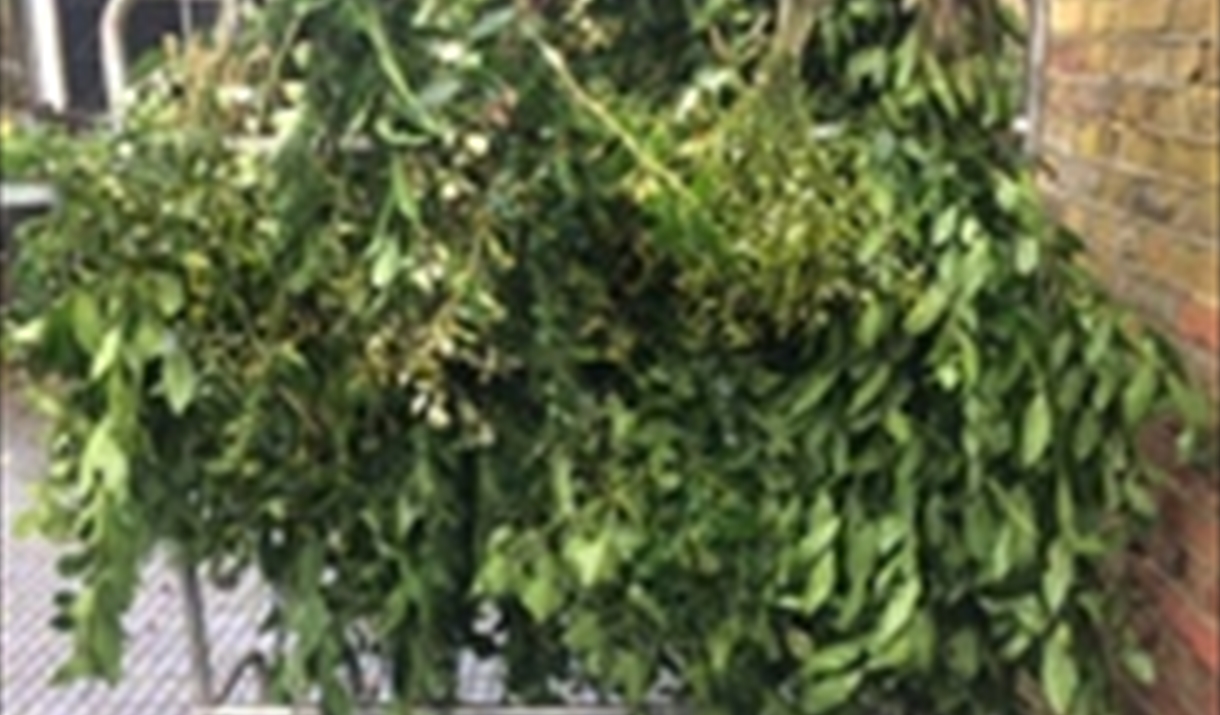 Greenery Hanging on stall